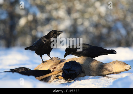 Grand Corbeau (Corvus corax) à carcasse d'un chevreuil en hiver. Banque D'Images