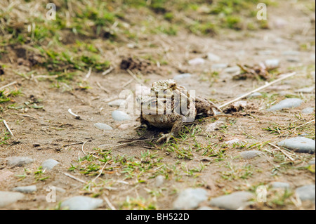 Le crapaud commun (Bufo bufo) l'accouplement en déplacement. Banque D'Images