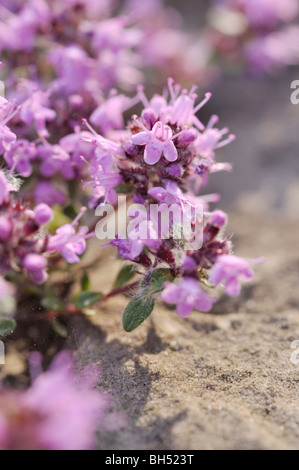 Le rampage le thym (Thymus praecox subsp. britannicus syn. Thymus arcticus) Banque D'Images