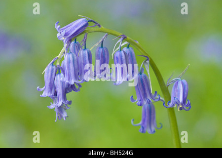 Bluebells (Hyacynthoides ou Endymion non-scripta). Banque D'Images