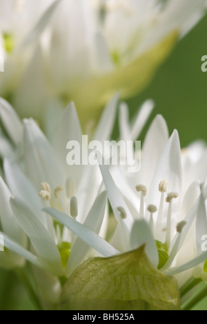 Ramsons ou l'ail des ours (Allium ursinum) close-up. Banque D'Images