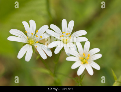 (Stellaria Holostea stellaire à plus grande) Banque D'Images