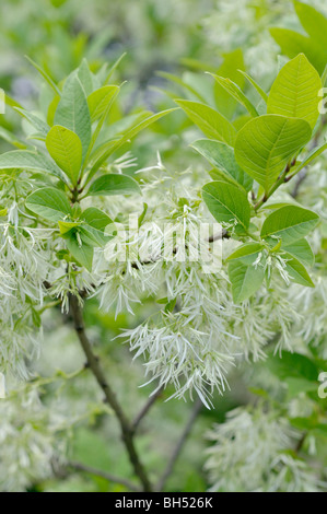 Fringe American tree (chionanthus virginicus) Banque D'Images