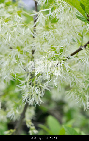 Fringe American tree (chionanthus virginicus) Banque D'Images