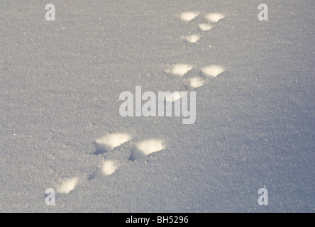 Des pistes d'animaux dans la neige profonde. Banque D'Images