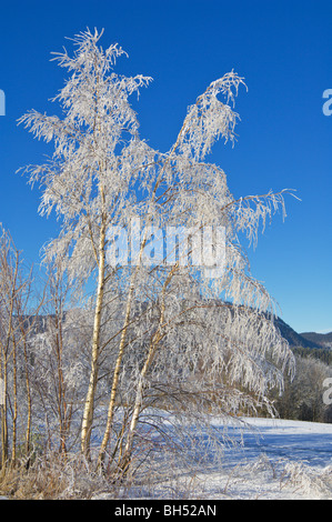 Arbre givré dans paysage de neige. Banque D'Images