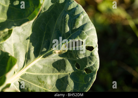 Choux (Brassica oleracea var. capitata) croissant dans une rangée sur un allotissement intrigue, montrant quelques chante de dégâts causés par les organismes nuisibles Banque D'Images