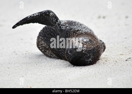 Pup lion de mer Galapagos (Zalophus wollebacki) qui s'ébattent sur la plage de Gardner Bay, l'île de Espanola. Banque D'Images