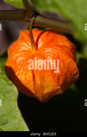 Close-up of Chinese lantern fruit (Physalis alkekengi). Banque D'Images