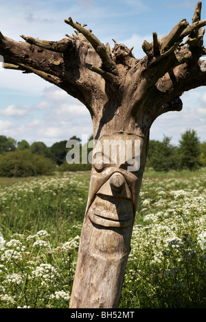 Tronc d'arbre sculpté dans domaine de cow parsley (Anthriscus sylvestris) en été. Banque D'Images