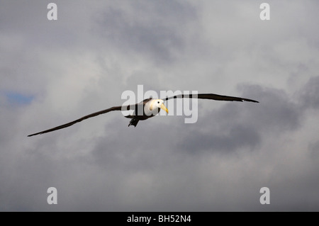 Albatros des Galapagos (Phoehastria irrorata) en vol à Punta Suarez, l'île de Espanola. Banque D'Images