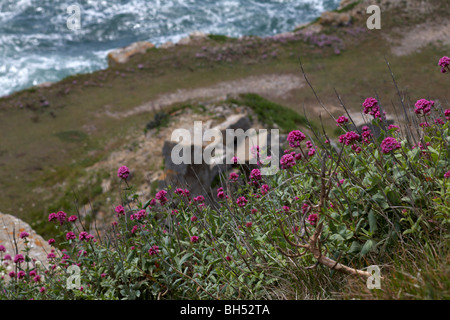 La valériane rouge (Centranthus ruber) poussent à l'état sauvage par la mer en mai. Banque D'Images