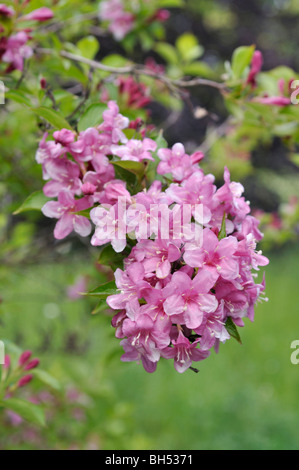 Weigela florida 'eva' rathke Banque D'Images