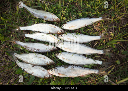 River poisson pris par le pêcheur. Banque D'Images