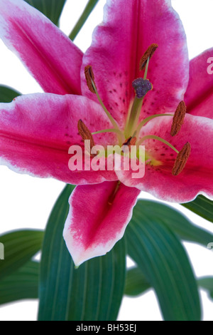 Star Gazer Fleur de lys (Lilium Stargazer) Banque D'Images