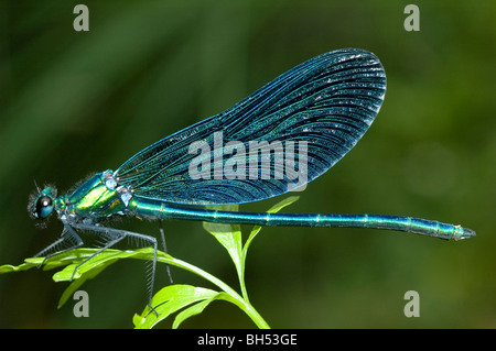 La Belle Demoiselle (Calopteryx virgo) Banque D'Images