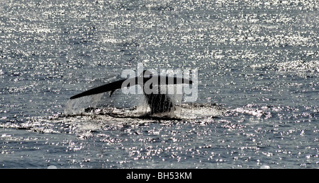 Sondage du rorqual bleu, queue levée Balaenoptera musculus brevicauda - arrive à la surface de l'Océan Indien, au large de Sri Lanka en Asie. Banque D'Images