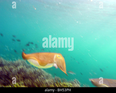 Broadclub Seiches (Sepia latimanus), le parc marin de Komodo, Indonésie (groupe d'image traitée) Banque D'Images