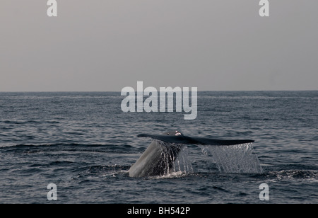 Sondage du rorqual bleu, queue levée Balaenoptera musculus brevicauda - arrive à la surface de l'Océan Indien, au large de Sri Lanka en Asie. Banque D'Images