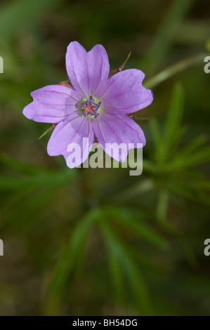 Géranium sanguin rouge ou Cutleaf géranium (Geranium dissectum) Banque D'Images