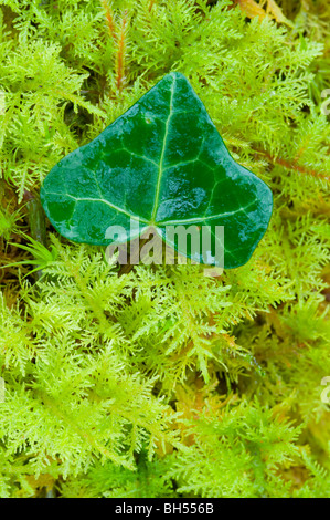 Lierre, feuilles de plus en plus entre les frondes de fougère de montagne (mousse Hylocomium splendens), sur le plancher de bois, à l'île de Skye. Banque D'Images