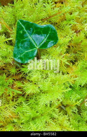 Lierre, feuilles de plus en plus entre les frondes de fougère de montagne (mousse Hylocomium splendens), sur le plancher de bois, à l'île de Skye. Banque D'Images