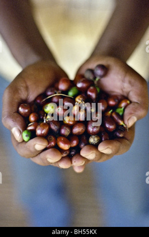 Gros plan d'une des filles, les mains tenant le café, fruits de l'Ethiopie. Banque D'Images