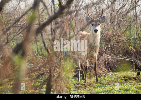 Sumpfhirsch, cerf des marais, Blastocerus dichotomus Banque D'Images