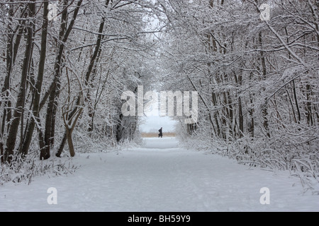 Paysage hiver neige forrest Banque D'Images