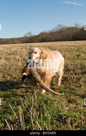 Un Golden Retriever dog la collecte d'un faisan au cours d'un jeu shoot Banque D'Images