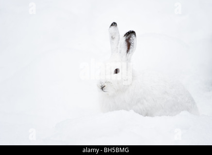 Lièvre (lat. Lepus timidus) avec de la fourrure blanche assis dans la neige en hiver Banque D'Images