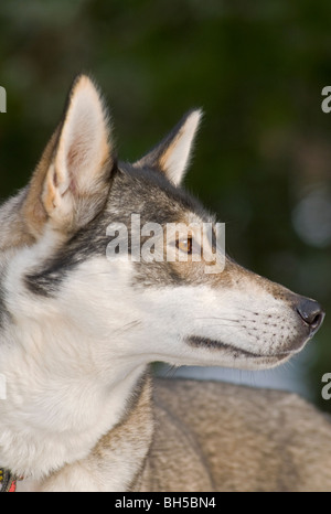 Husky de Sibérie réunion de courses à Glenmore Forest dans le Parc National de Cairngorms, Aviemore Inverness-shire. Banque D'Images