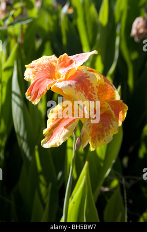 Canna fleurit jaune et orange, Close up. Chania, Crète, Grèce, Europe Banque D'Images