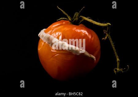 Le blanc sur la tomate champignon champignons moisissures doit Maladies fongiques trouble moule MOULE PROBLÈME poudreux blanc vue de la pénicilline Banque D'Images