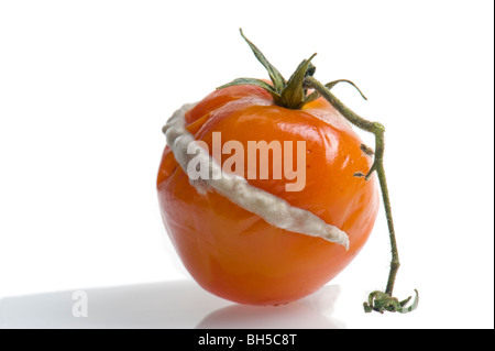 Le blanc sur la tomate champignon champignons moisissures doit Maladies fongiques trouble moule MOULE PROBLÈME poudreux blanc vue de la pénicilline Banque D'Images