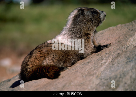 La Marmotte des Rocheuses (Marmota caligata) soleil sur Rock en soleil, le parc provincial Manning, BC, British Columbia, Canada Banque D'Images