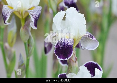 Tall bearded iris (IRIS barbata elatior 'toelleturm') Banque D'Images