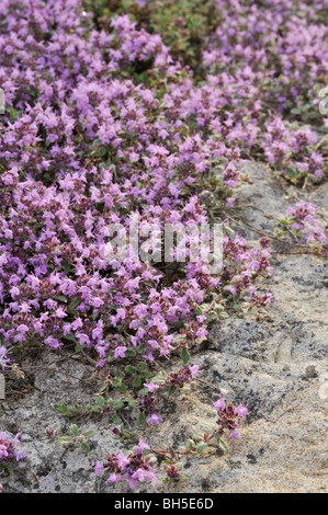 Le rampage le thym (Thymus praecox subsp. britannicus syn. Thymus arcticus) Banque D'Images