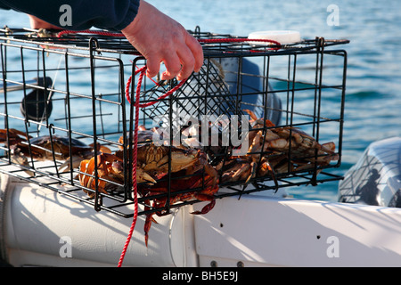 casier à crabes Banque D'Images