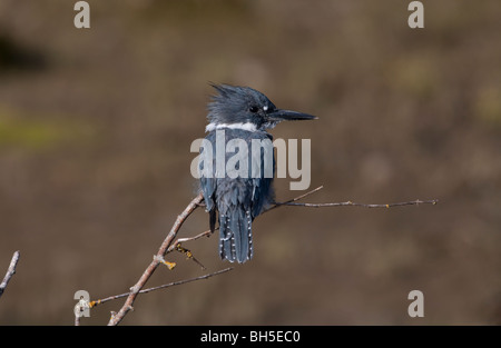 Martin-pêcheur d'Amérique Megaceryle alcyon perchés sur de petites filiales à French Creek estuaire donnant sur l'île de Vancouver, C.-B. en septembre Banque D'Images