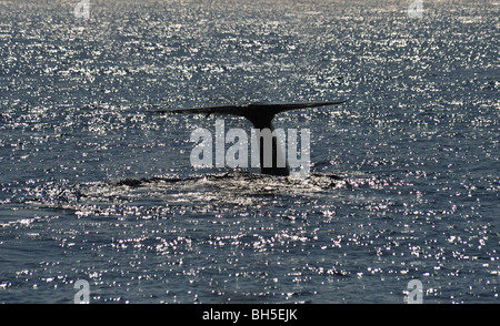 Sondage du rorqual bleu, queue levée Balaenoptera musculus brevicauda - arrive à la surface de l'Océan Indien, au large de Sri Lanka en Asie. Banque D'Images