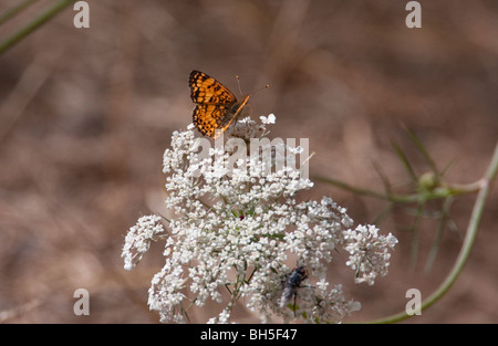 Le nord du Croissant-Rouge Phyciodes cocyta papillon sur fleur d'alimentation à Legacy Marsh Lantzville l'île de Vancouver BC Canada en août Banque D'Images