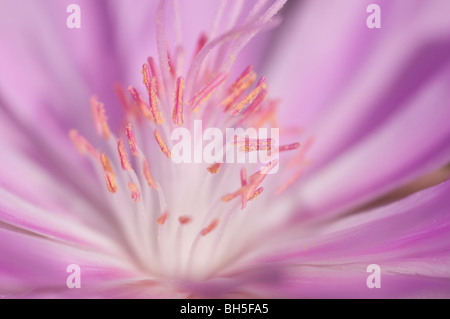Bitterroot(Lewisia rediviva) en fleur, fleur de l'état de Montana Banque D'Images