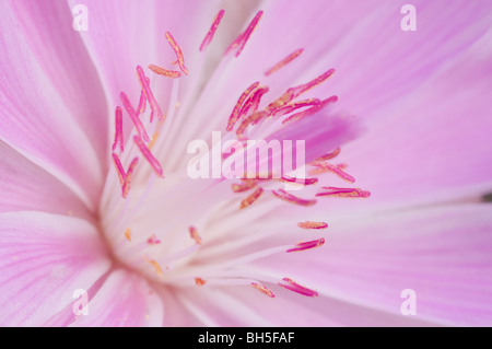 Bitterroot(Lewisia rediviva) en fleur, fleur de l'état de Montana Banque D'Images