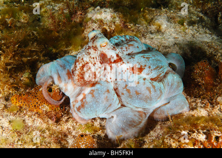 Caribbean Reef Octopus la chasse nocturne avec son corps et les tentacules s'étendait sur une tête de corail Banque D'Images