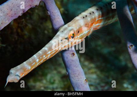 Poissons trompette se cachant parmi les tubes d'éponge de mer chasse ses proies Banque D'Images