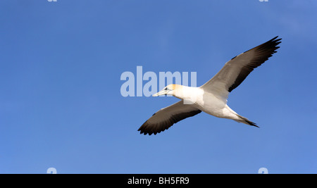 Fou de Bassan (Sula bassanus) en vol à Cape Kidnappers, Hawke's Bay, île du Nord, Nouvelle-Zélande, Australie Banque D'Images
