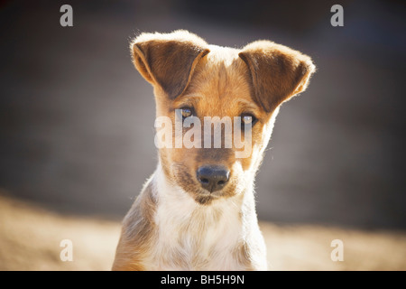 La moitié des jeunes chiens de race - portrait Banque D'Images