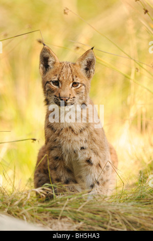 Lynx Boréal - cub - assis / Lynx lynx Banque D'Images