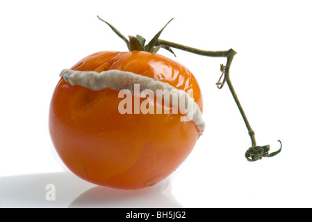 Le blanc sur la tomate champignon champignons moisissures doit Maladies fongiques trouble moule MOULE PROBLÈME poudreux blanc vue de la pénicilline Banque D'Images